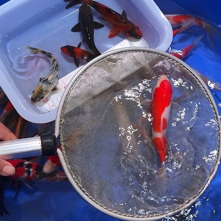 海水鱼锦鲤的尾巴和尾巴