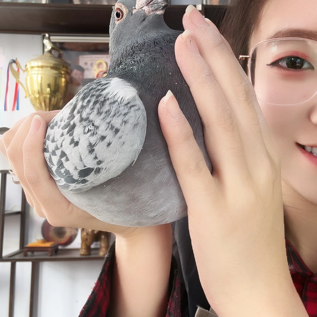 用***户8中国大陆鸽子鸽肉精品