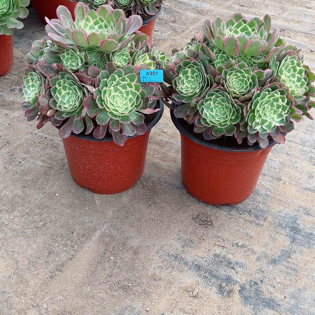 壹**你多肉植物组合海鲜901