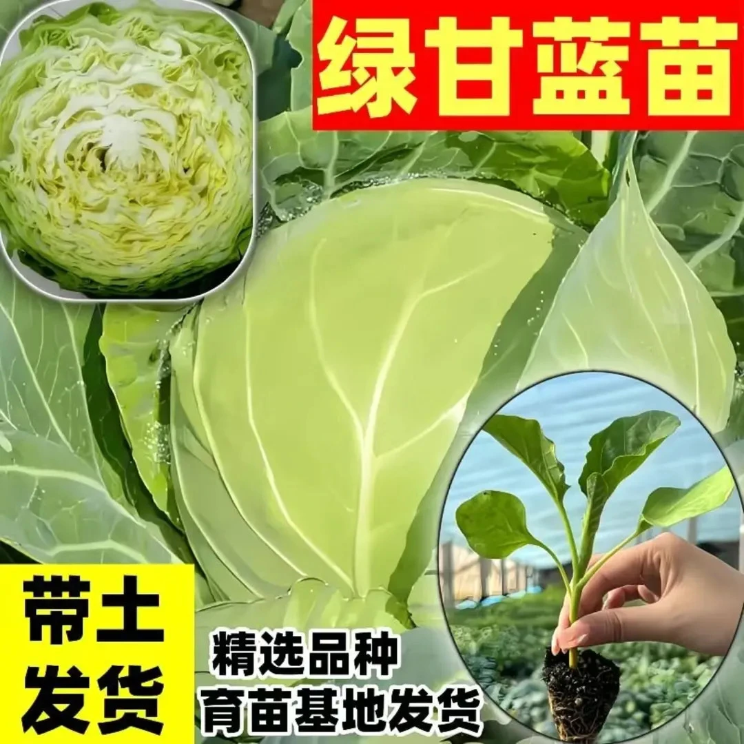【直播专享】包菜绿甘蓝秧苗包菜苗卷心菜穴盘秧苗带土秧苗耐寒蔬菜