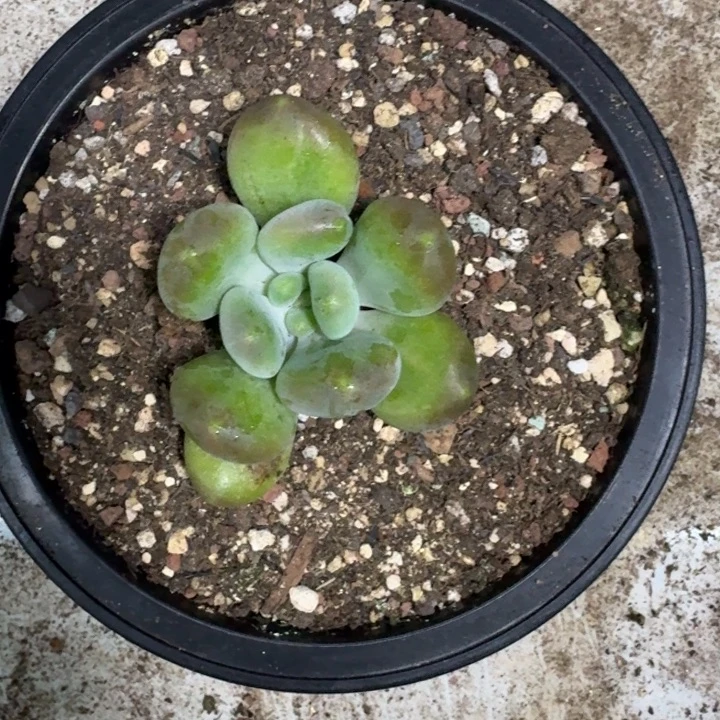 法力达 单头 一物一拍