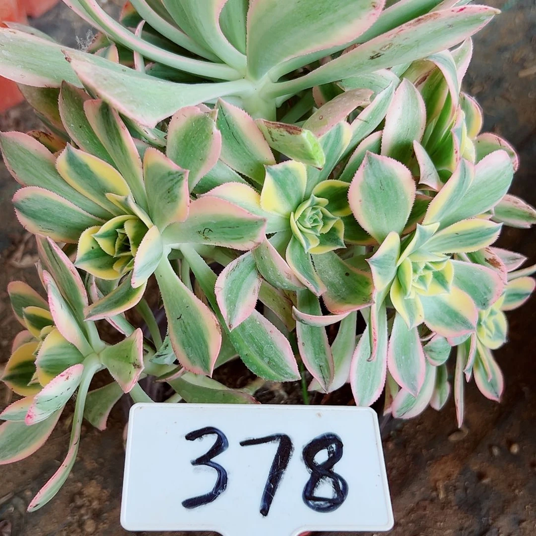 多肉植物灿烂法师