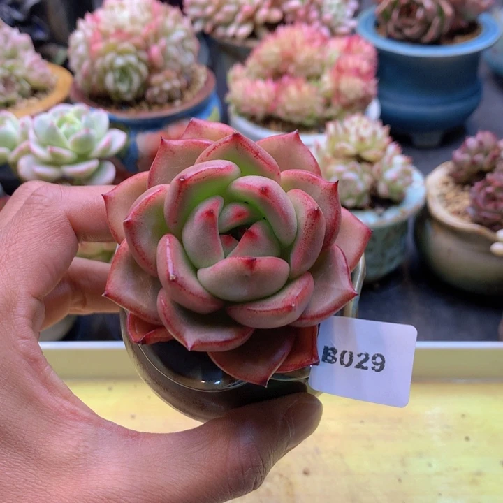 一物一拍满38包邮B029