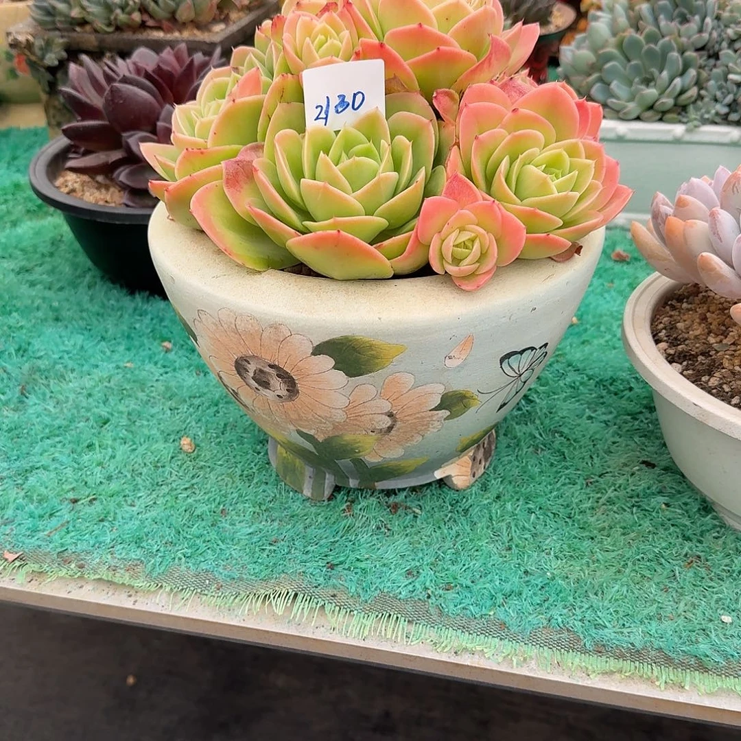 天****星那塔的盆00000090