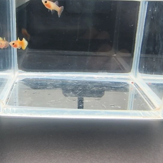 孔雀鱼黄金玻璃猫一对