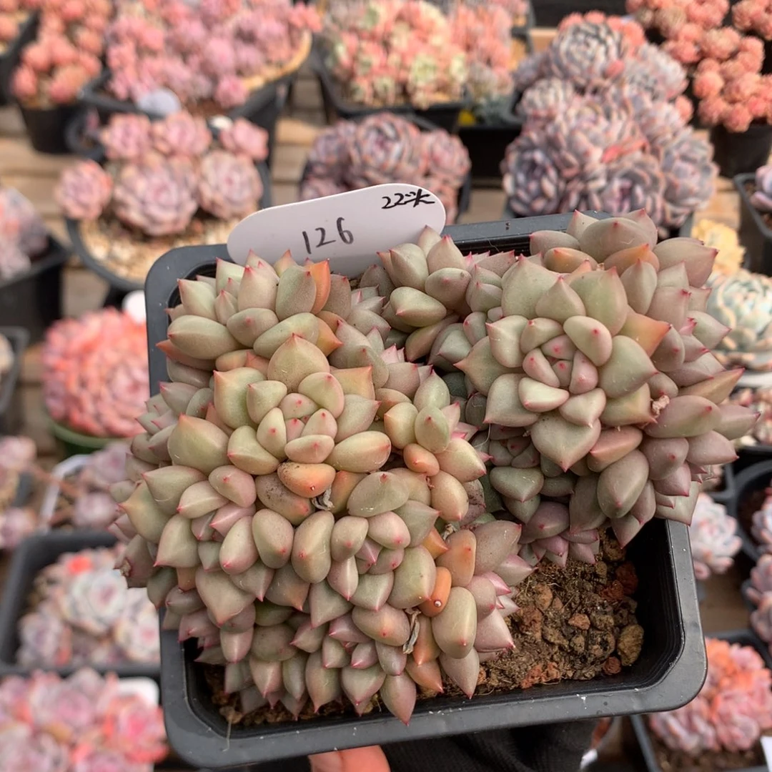 14厘米22头黄金象牙 无砍 126