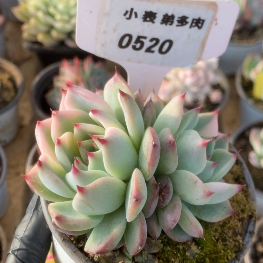 520吉娃娃锦锦锦锦锦