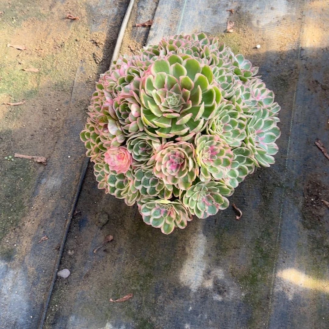 是***呀花好月又圆12345614