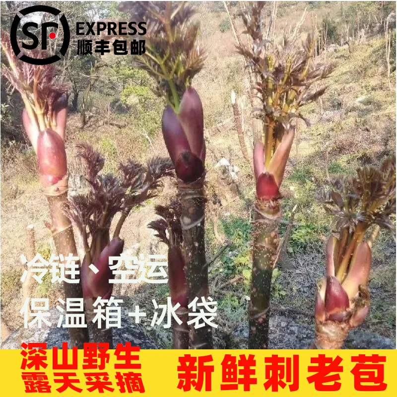四川山野菜新鲜刺老芽刺龙芽刺嫩芽刺龙苞现摘产地直发顺丰包邮