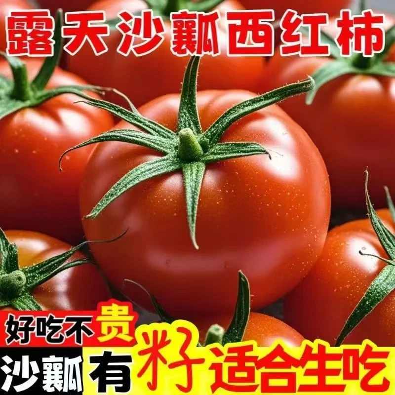（露天自家种）云南老品种番茄沙瓤西红柿酸甜多汁自然成熟西红柿