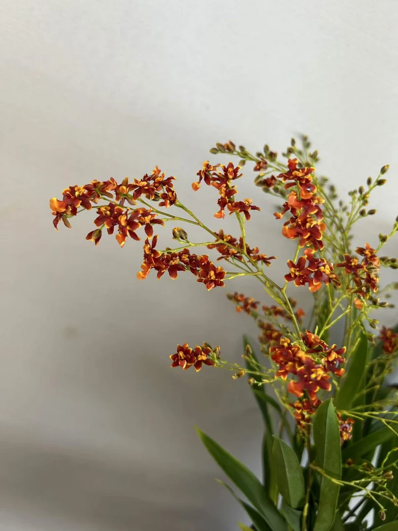 文心兰 梦香兰《 红色小蜜蜂》原盆原土 带花苞发货