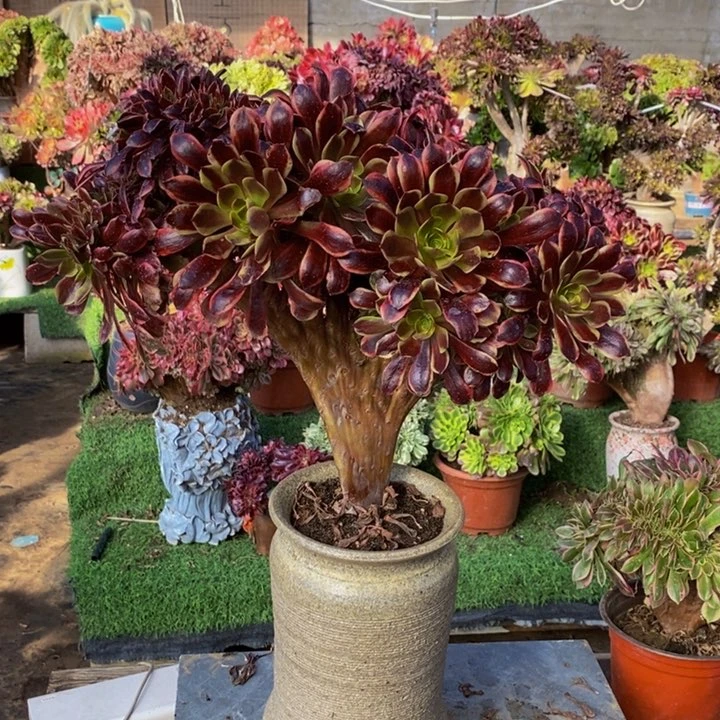 雨*欧嘉莉缀化炖肉1颗