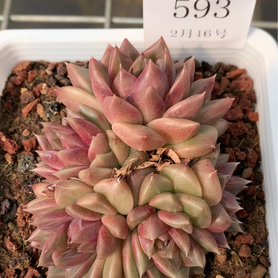 【闪购商品】与***飞云593