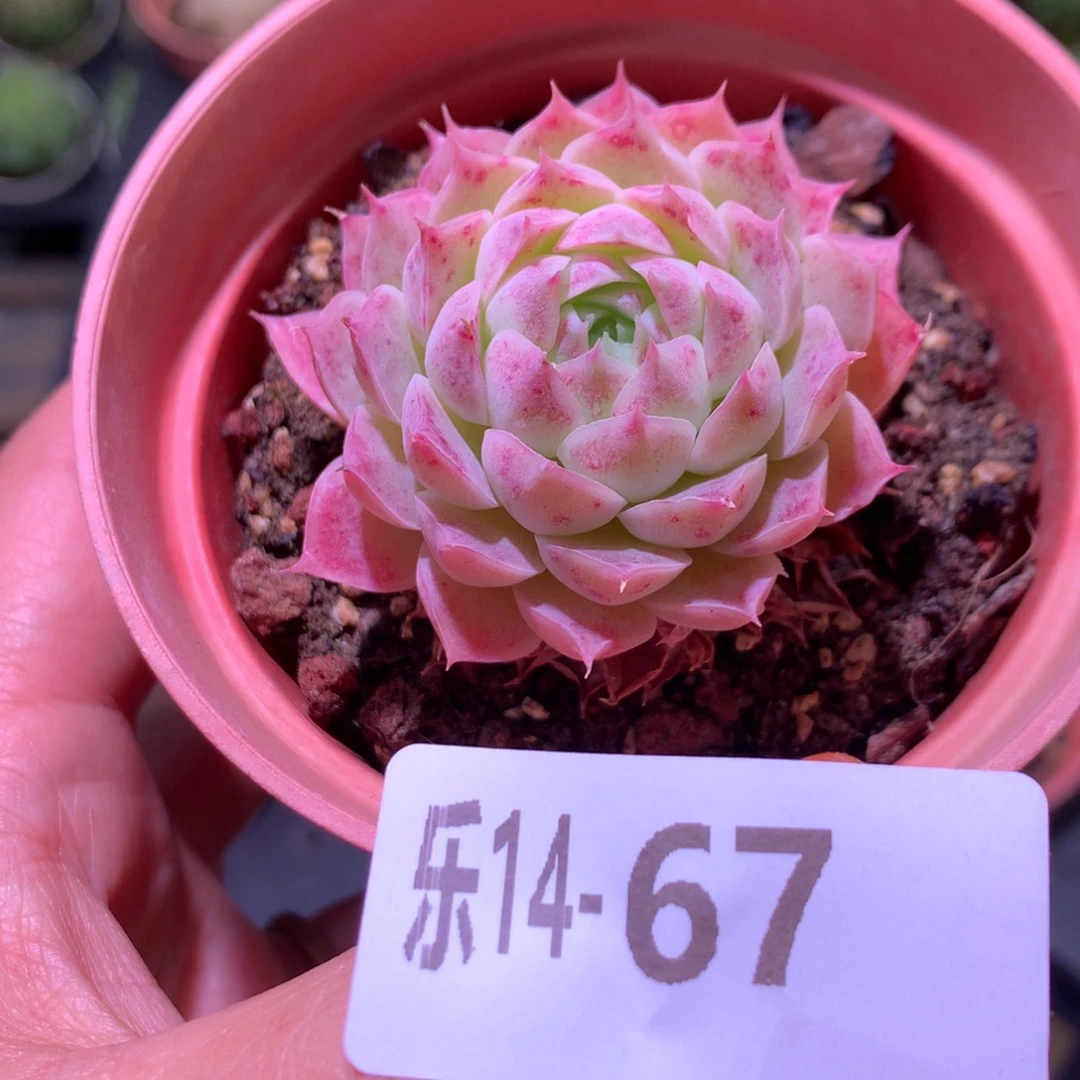 乐然14-67 朱砂痣