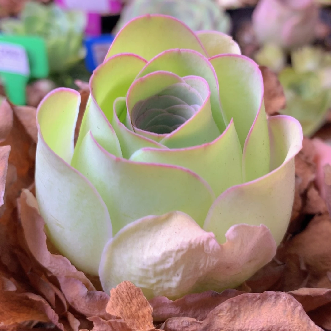 一物一拍星辰福利356