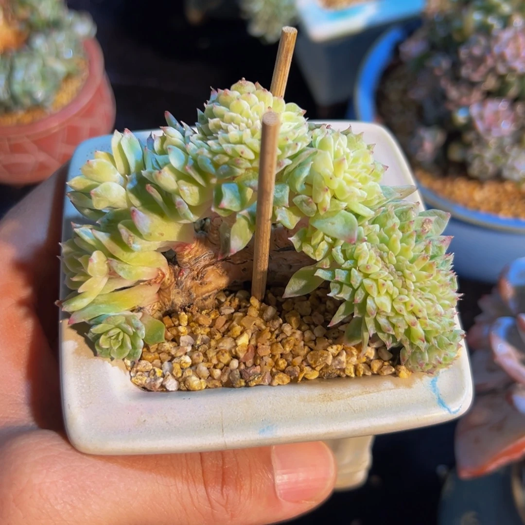 新年快乐 新年快乐