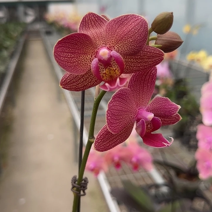 完全开放M314不售后