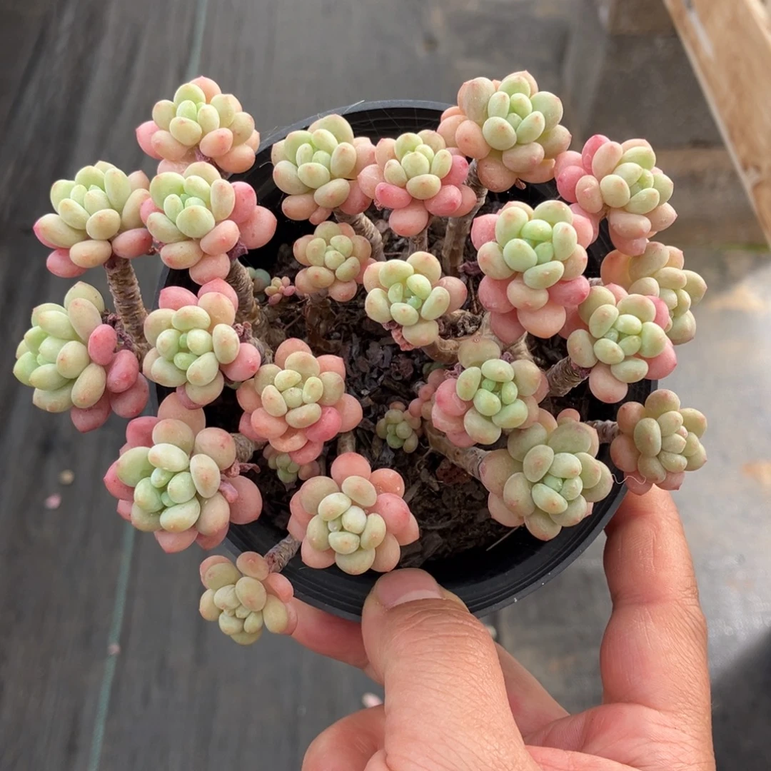 洛可可 一物一拍不支持退换