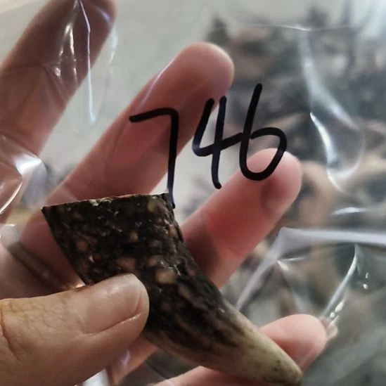 鹏***）鹿角鹿角鹿角鹿角鹿角鹿角