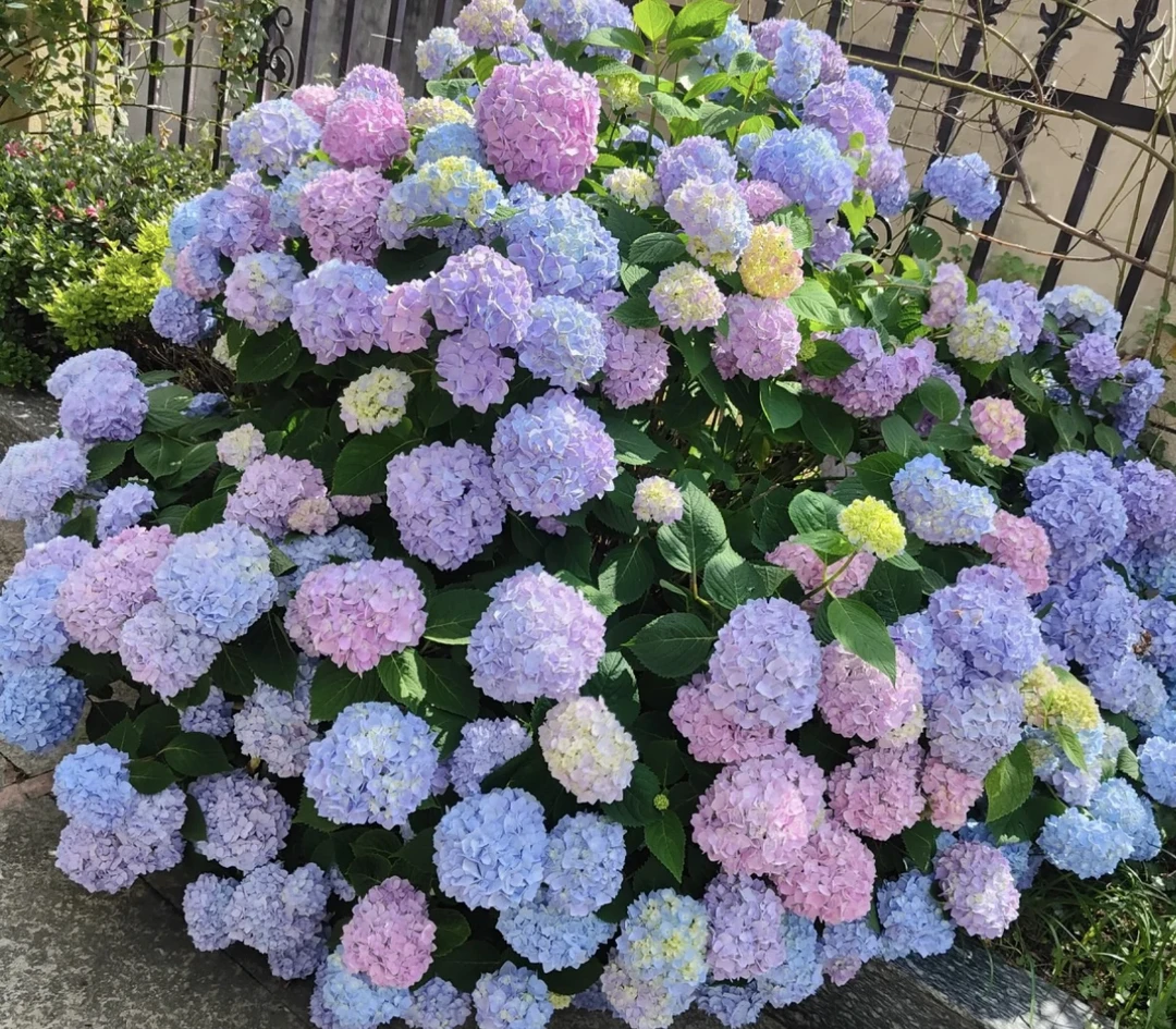 《无尽夏》露天绣球多季开花(已发货不支持退款或拒收)