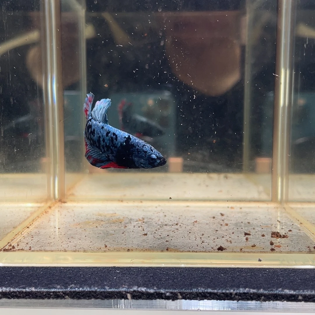 斗鱼九月五日竞价