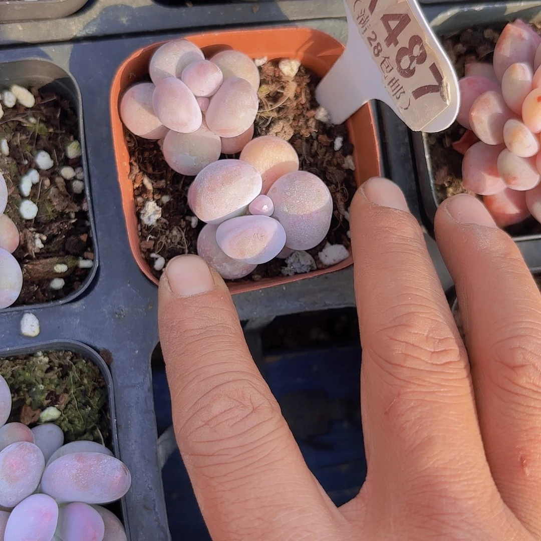 A487原始奶一物一拍