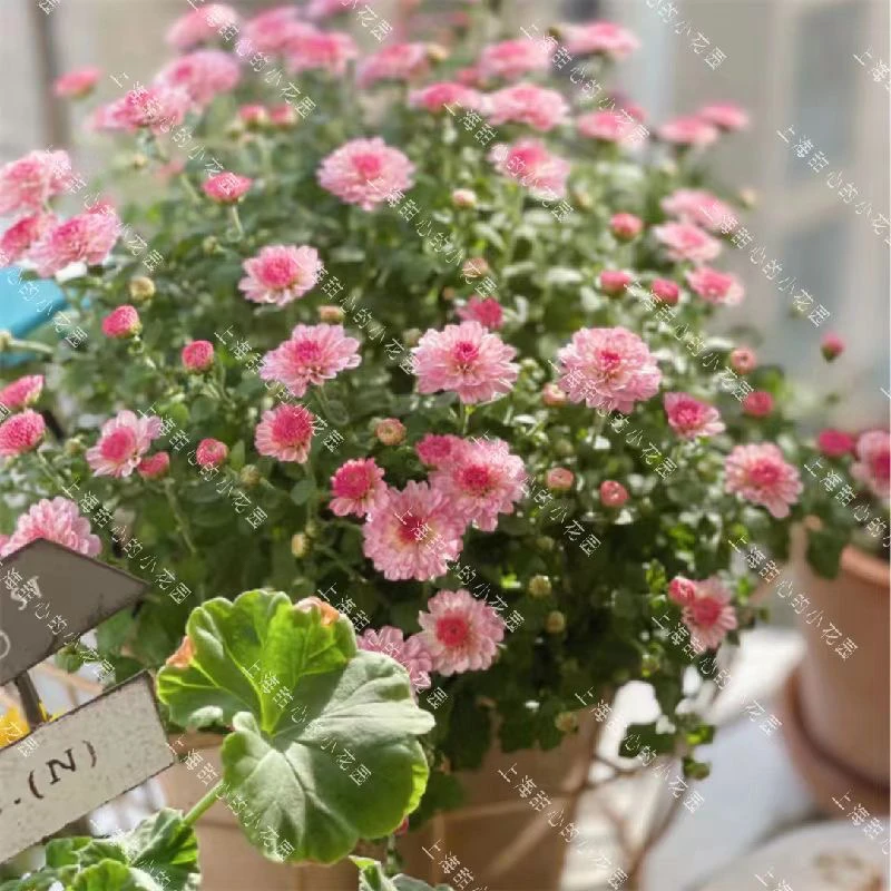千头菊盆栽 大冠幅球菊花 直播间可一物一拍 多年生耐寒耐热花卉