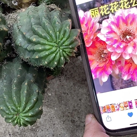 超大多多头花花公子，清仓，头会掉