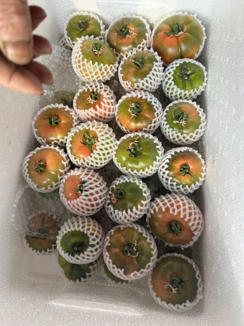 铁皮西红柿草莓番茄铁皮番茄小时候口感现摘现发