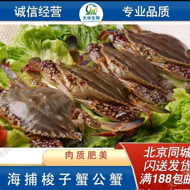 特惠 野生梭子蟹  （7-12只） 保鲜不保活 斤数可选（个小介意勿拍