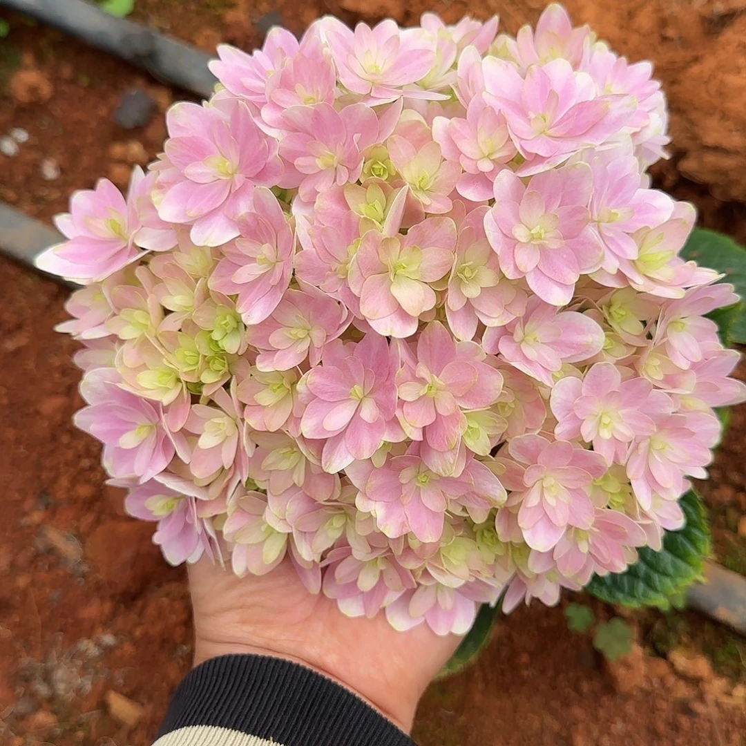 绣球切花一物一拍3枝起包邮，135