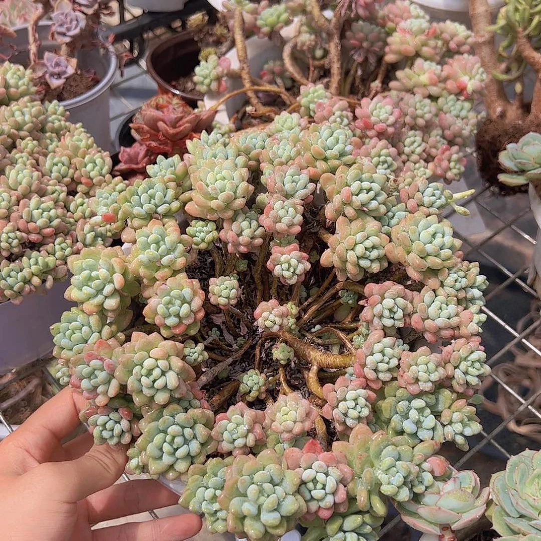 洛可可超级大多头大盆群老桩