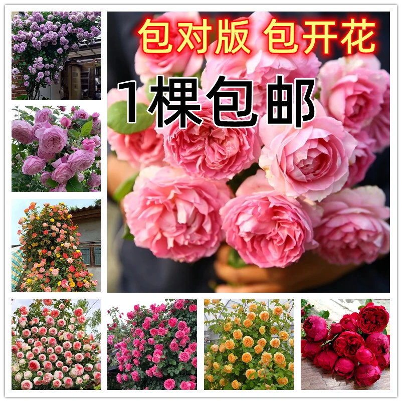 买3棵送1棵）欧月藤本爬藤藤本大花蔷薇浓香庭院阳台月季小苗好养