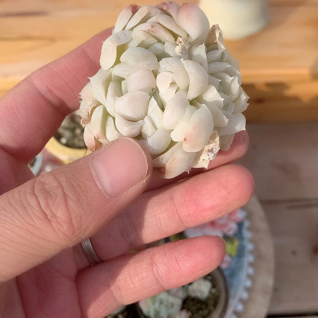 芝***糕白月影朵朵缀一颗
