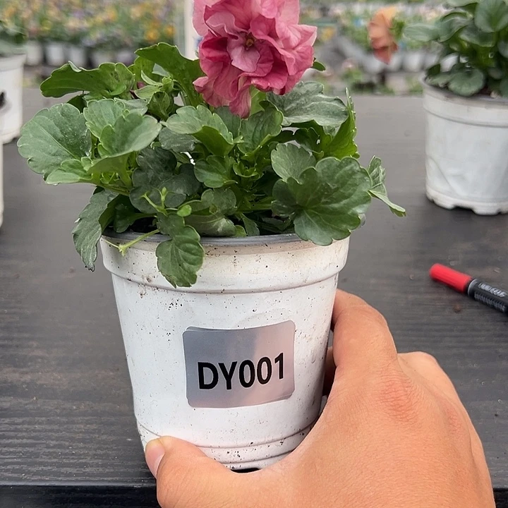大部分花苞少量开放001号条纹玛丽琳