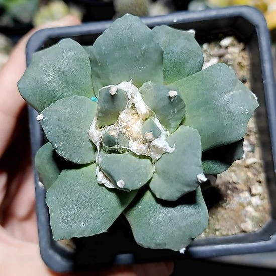 186怒涛白肌宽宽186