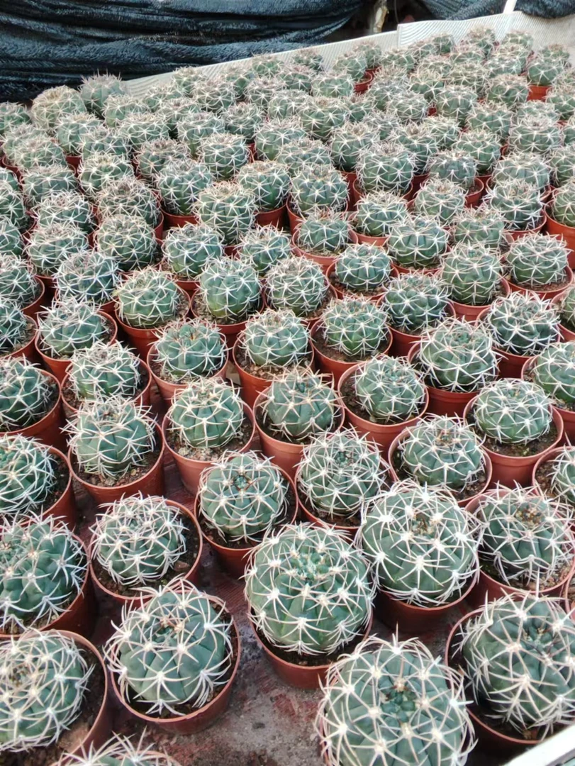 二妹园艺【 碧岩玉 实生根 】满18包邮仙人球默认脱土随机发货