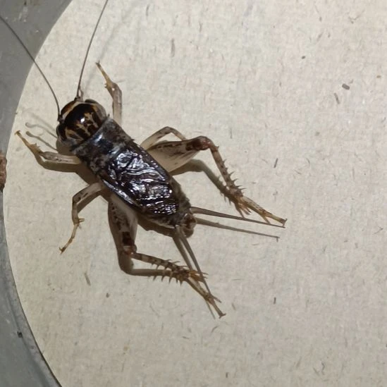 坤园份房蟋蟀蛐蛐