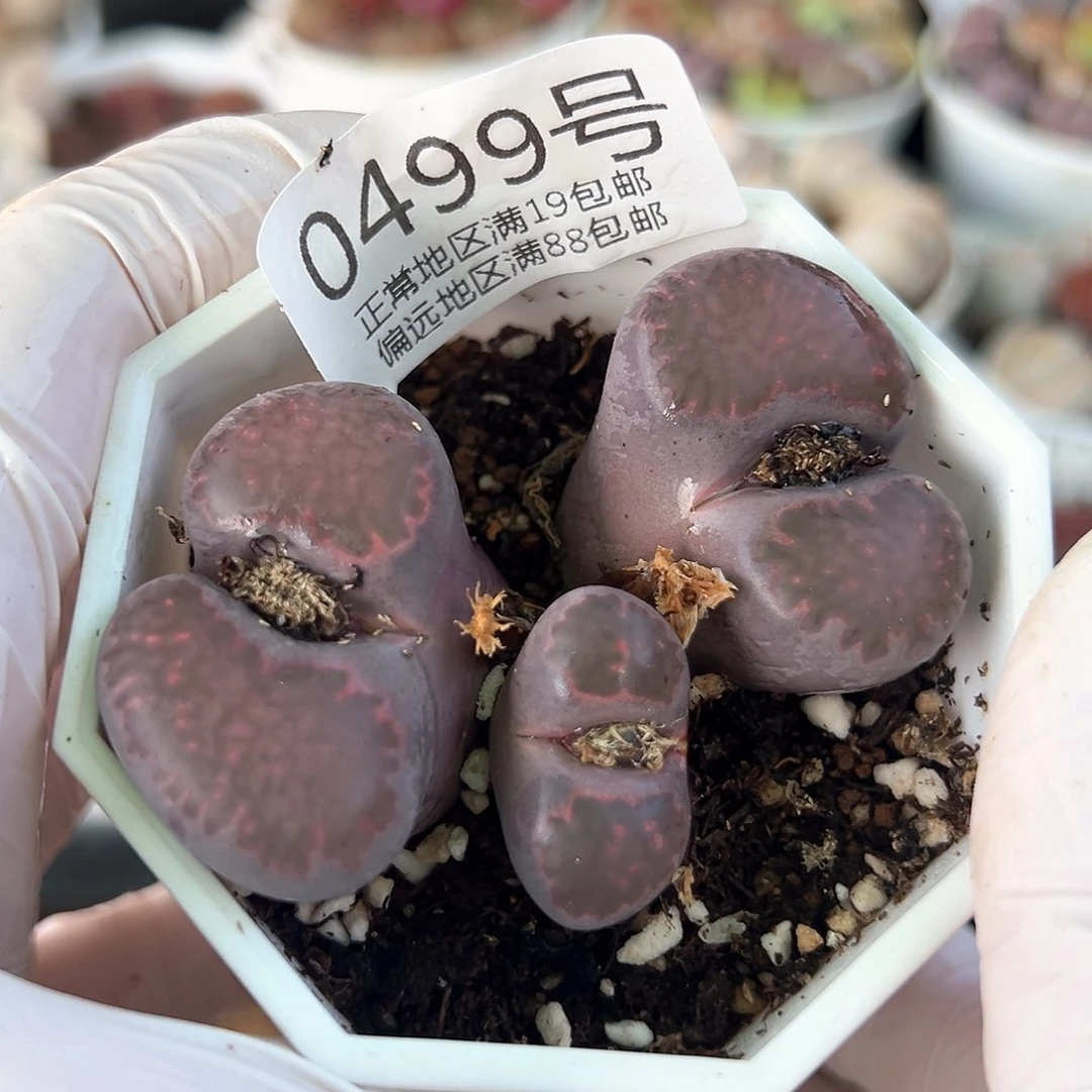 好养易活生石花大母本0499