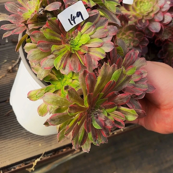 149花脸粉黛福利多肉