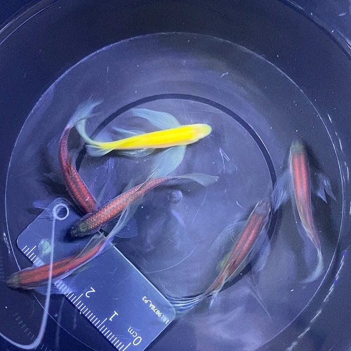 斑马鱼蝶翼斑马3.5-4厘米5送一