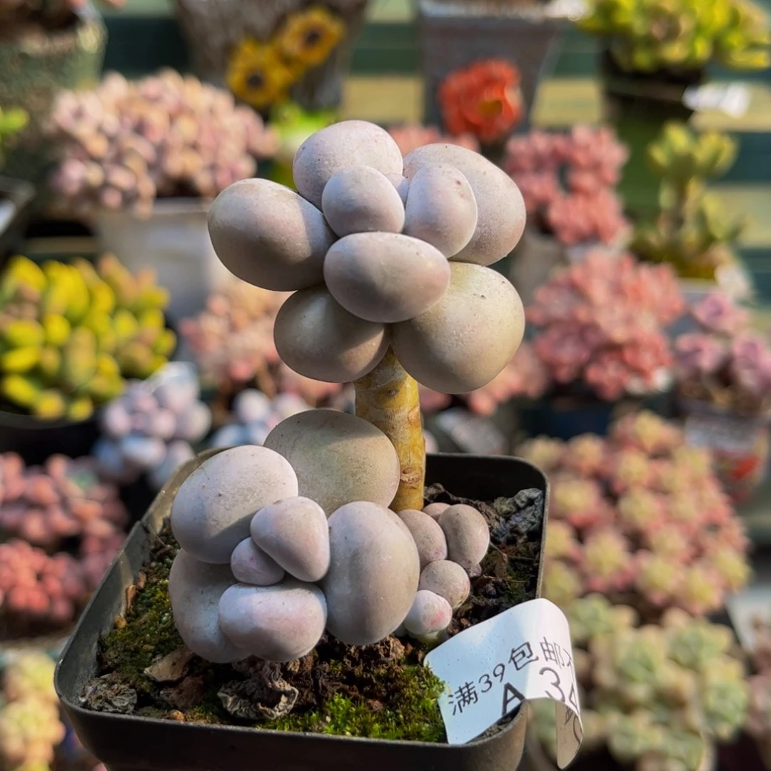 3442芭比奶酪6cm多肉