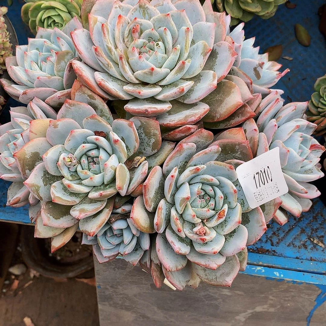 童***。粉蓝鸟17010多肉多肉