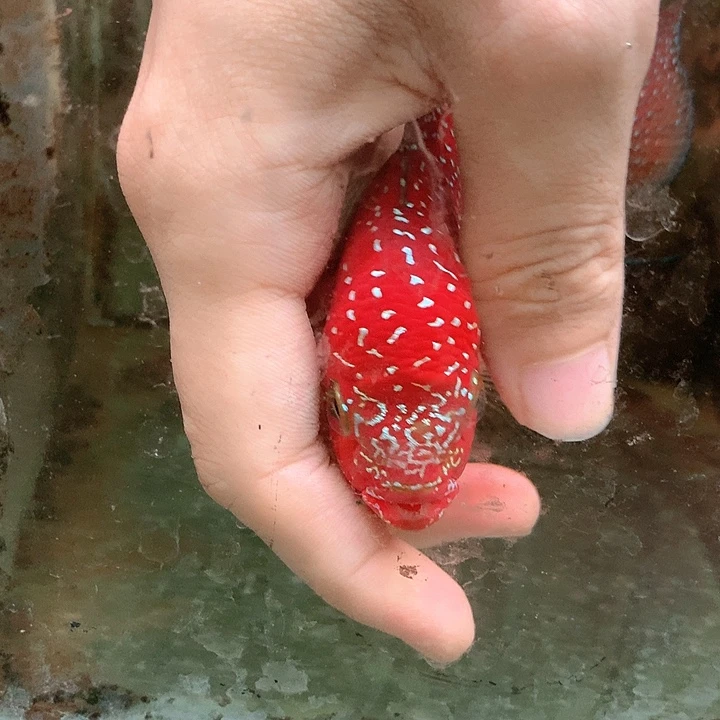 罗汉鱼中通88888888888888