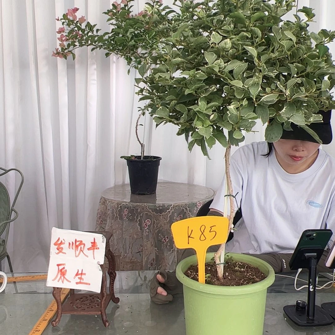 当前无花栽培后可以开花啊****嗝K85少女心