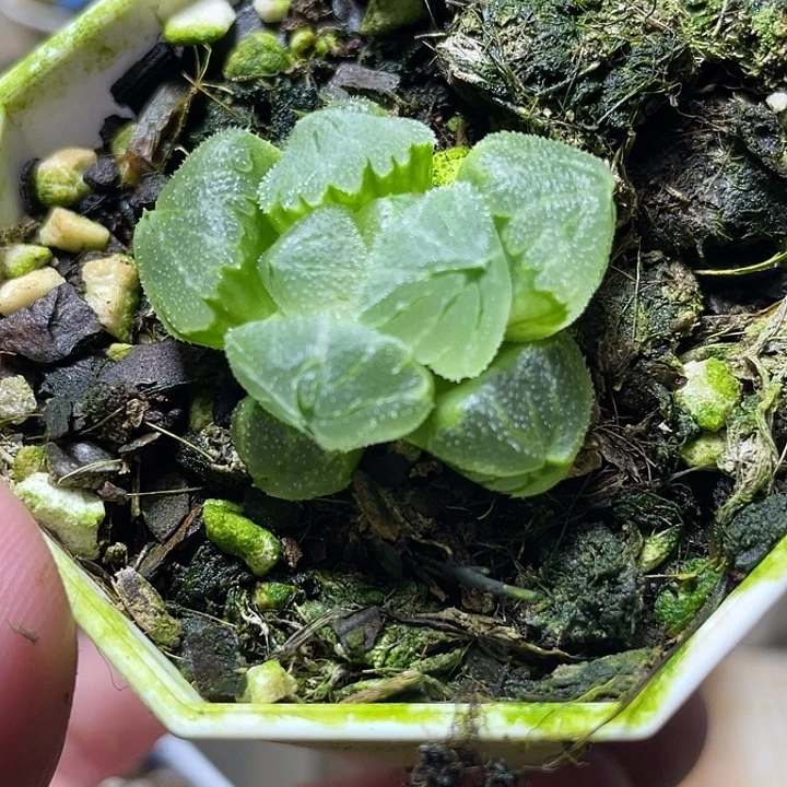 765冰墩墩特选福利