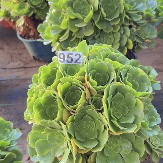 嘟***嘟多肉植物一个绿玫瑰