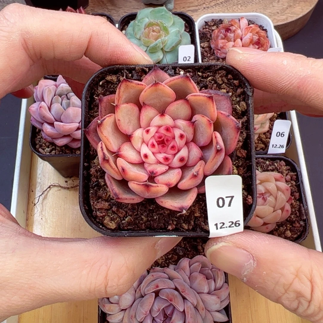 好好看07、哈哈哈哈