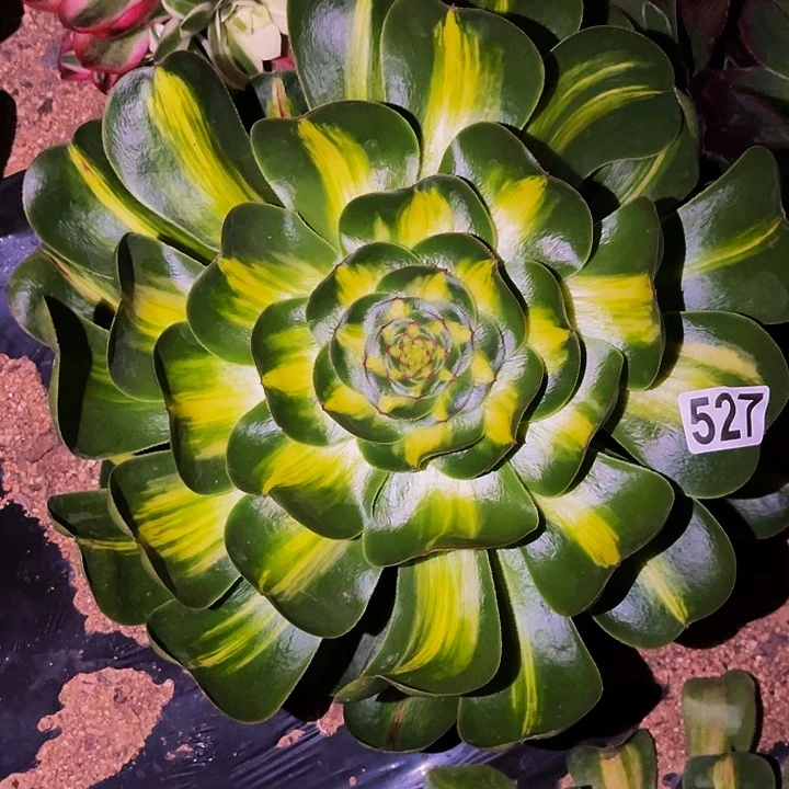 527暴君多肉植物