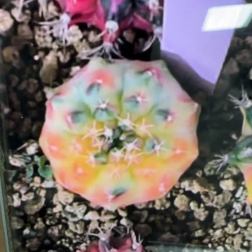 719-0309太阳泰国发货多肉